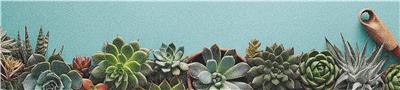 click here to view larger image of Row of Succulents   (chart)