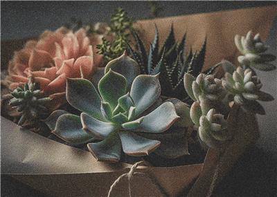 click here to view larger image of Succulents in a Box (chart)