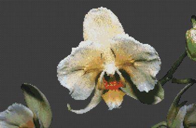 click here to view larger image of Orchid (chart)
