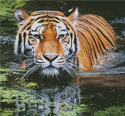 click here to view larger image of Tiger in Swamp (Large Crop) (chart)