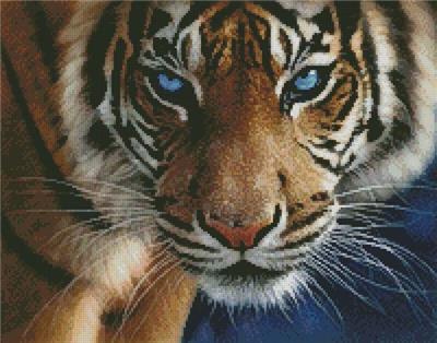 click here to view larger image of Blue Eyed Tiger/Mini (chart)