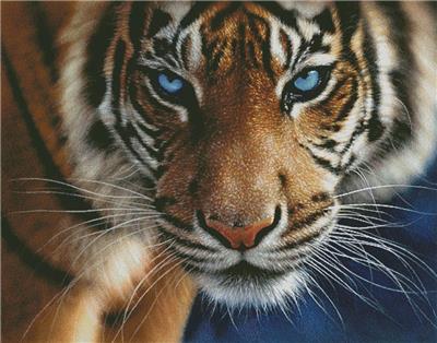 click here to view larger image of Blue Eyed Tiger (Large) (chart)