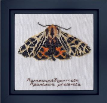 click here to view larger image of Harnessed Tiger Moth (counted cross stitch kit)