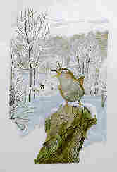 click here to view larger image of Wren (chart)