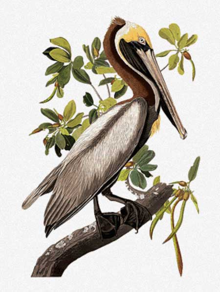 click here to view larger image of Brown Pelican - John James Audubon	 (chart)