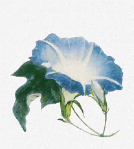 click here to view larger image of Ipomoea - John La Farge (chart)