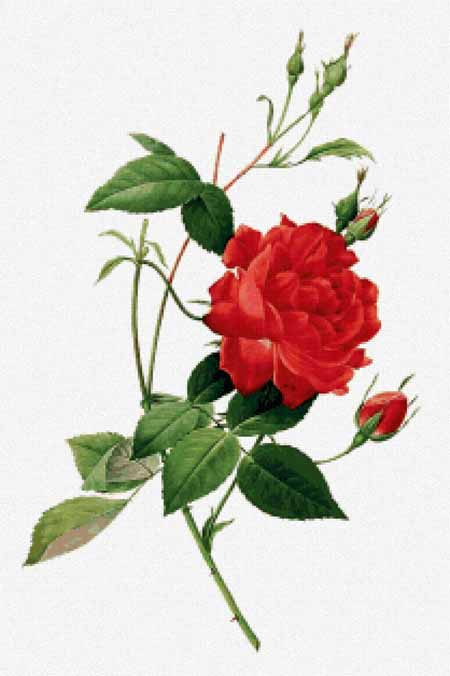 click here to view larger image of Rosa Indica Cruenta - Pierre-Joseph Redoute (chart)