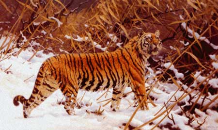 click here to view larger image of Siberian Tiger in a Snowy Landscape  (chart)