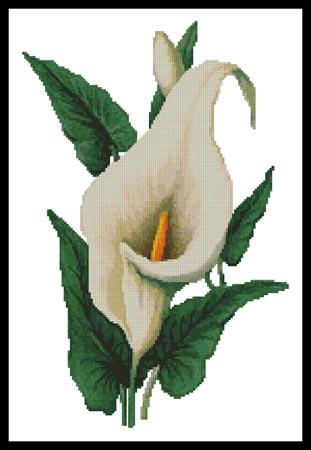 click here to view larger image of Calla Lily (chart)
