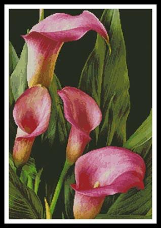 click here to view larger image of Pink Calla Lilies (chart)
