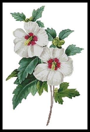 click here to view larger image of Hibiscus Syriacus  (Pierre Joseph Redoute) (chart)