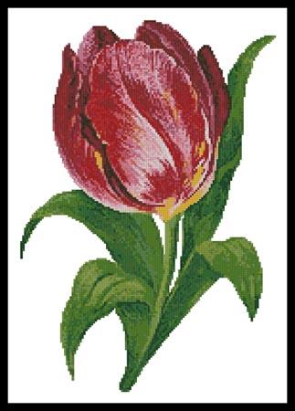 click here to view larger image of Tulip (chart)