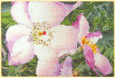 click here to view larger image of New Face (counted cross stitch kit)