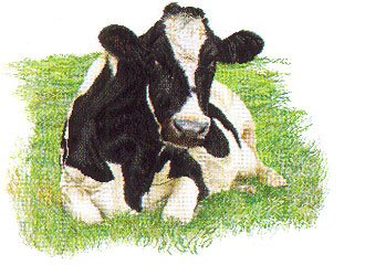 click here to view larger image of Holstein Cow Facing Forward (counted cross stitch kit)